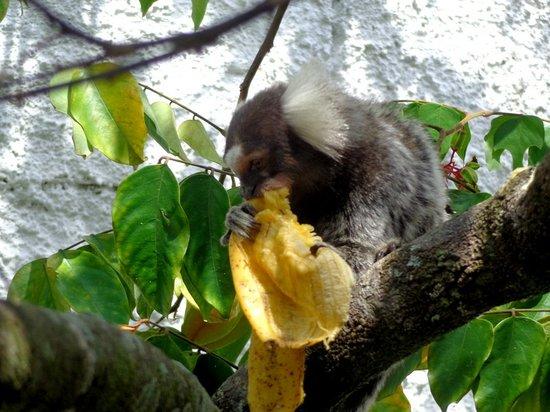 Restaurante & Lanchonete do Nonô